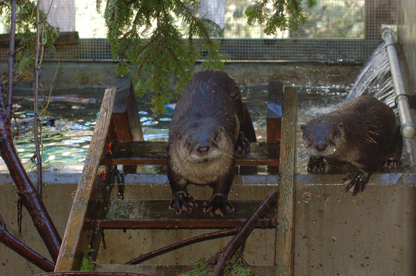 Pool Pens 2 & 3 - Wild ARC