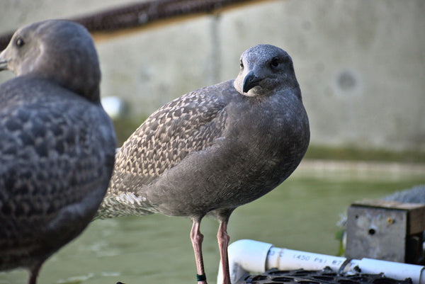 Aquatic Pen - Wild ARC