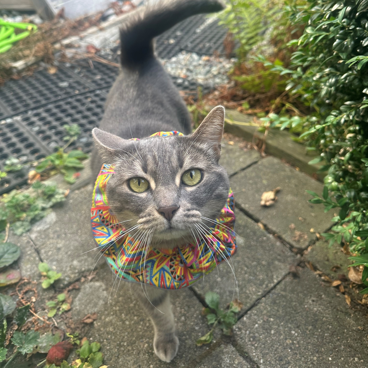 Bird safe shop collars for cats