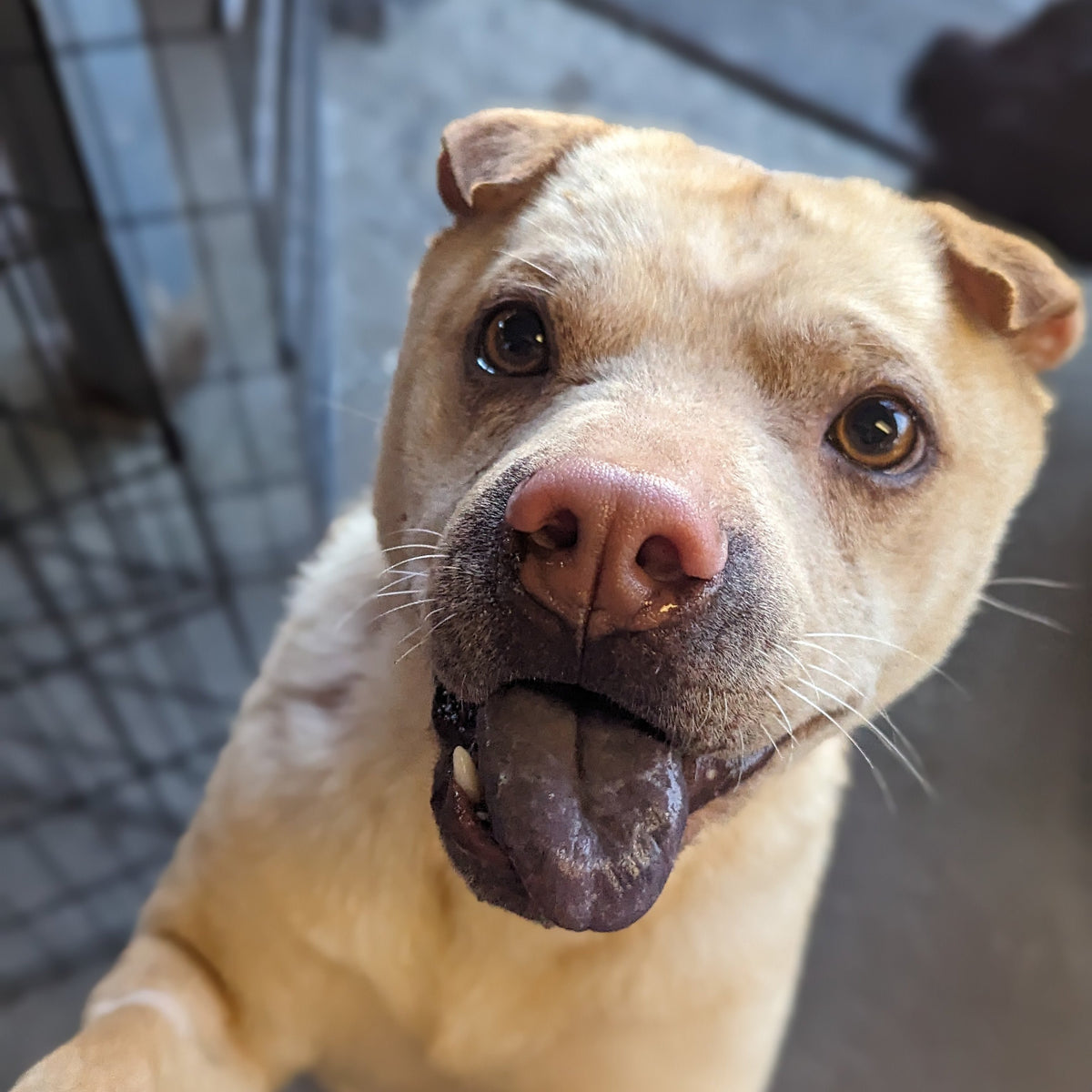 Dog Adoption Day Spca Hk Cat Adoption Spca Adoption Dogs For