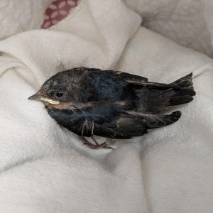 Care for wild babies