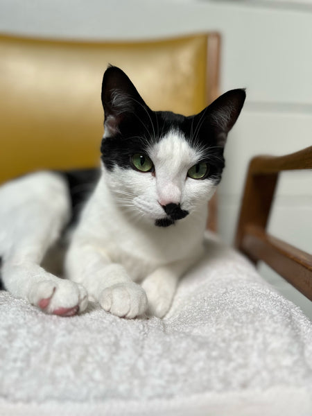 A day of care for an animal in Victoria