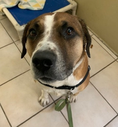 A day of care for an animal in West Vancouver