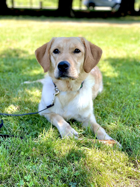 A day of care for an animal in Richmond