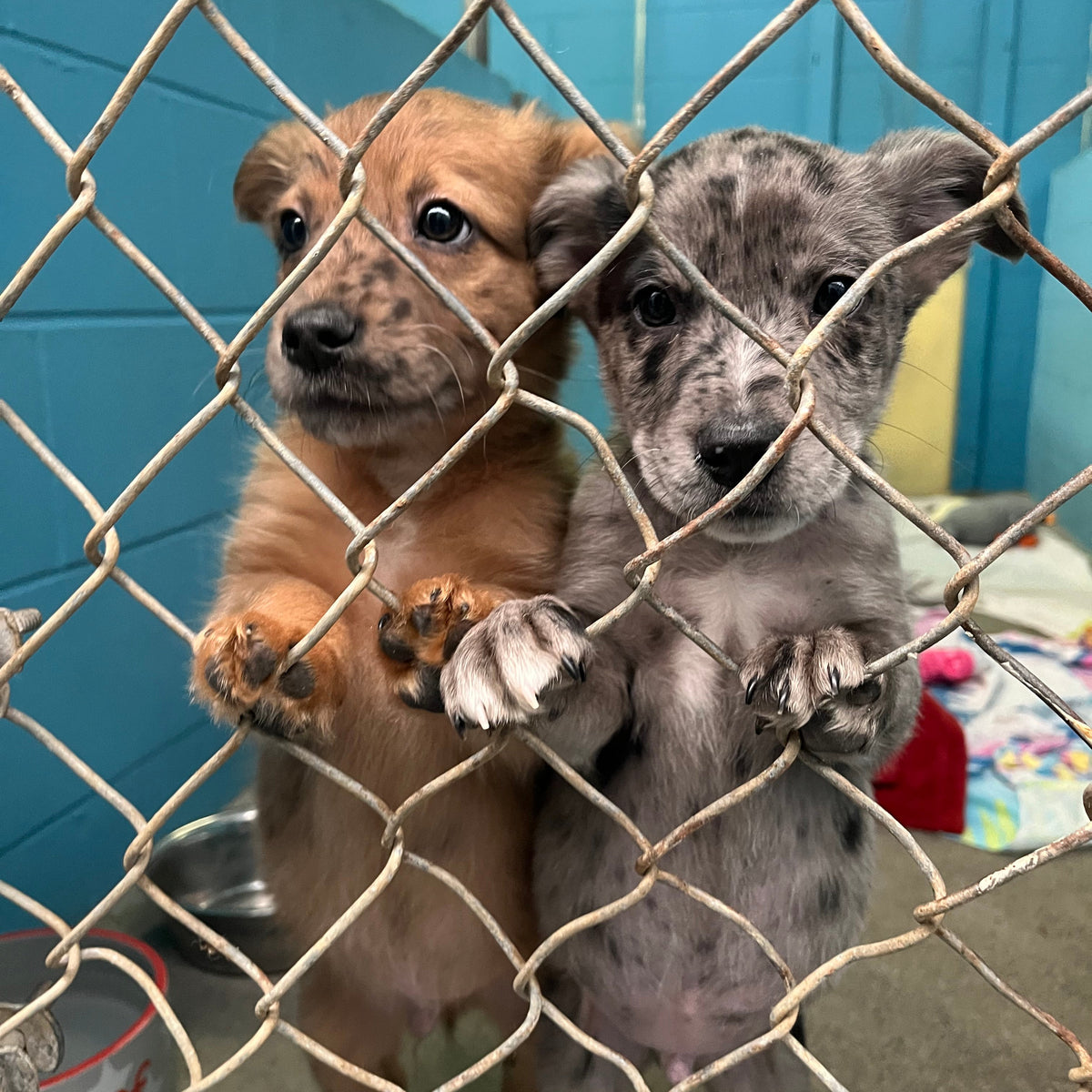 Foster Animal Support – BC SPCA - Main Image