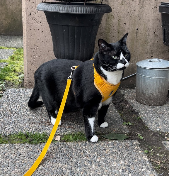 Adventure Kitty Harness