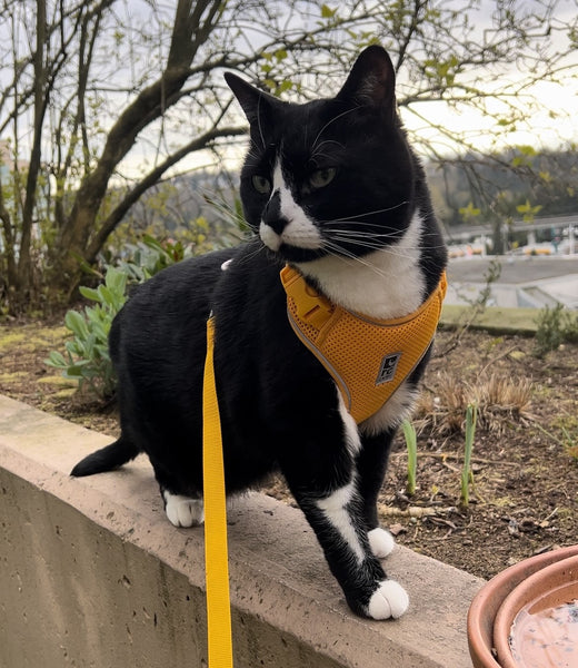 Adventure Kitty Harness
