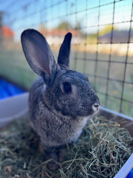 A day of care for an animal in Surrey
