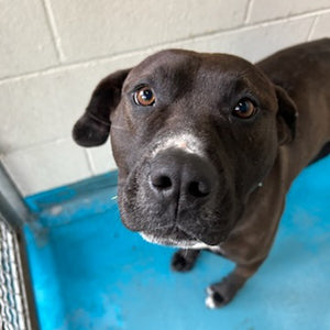 A day of care for an animal in Vancouver