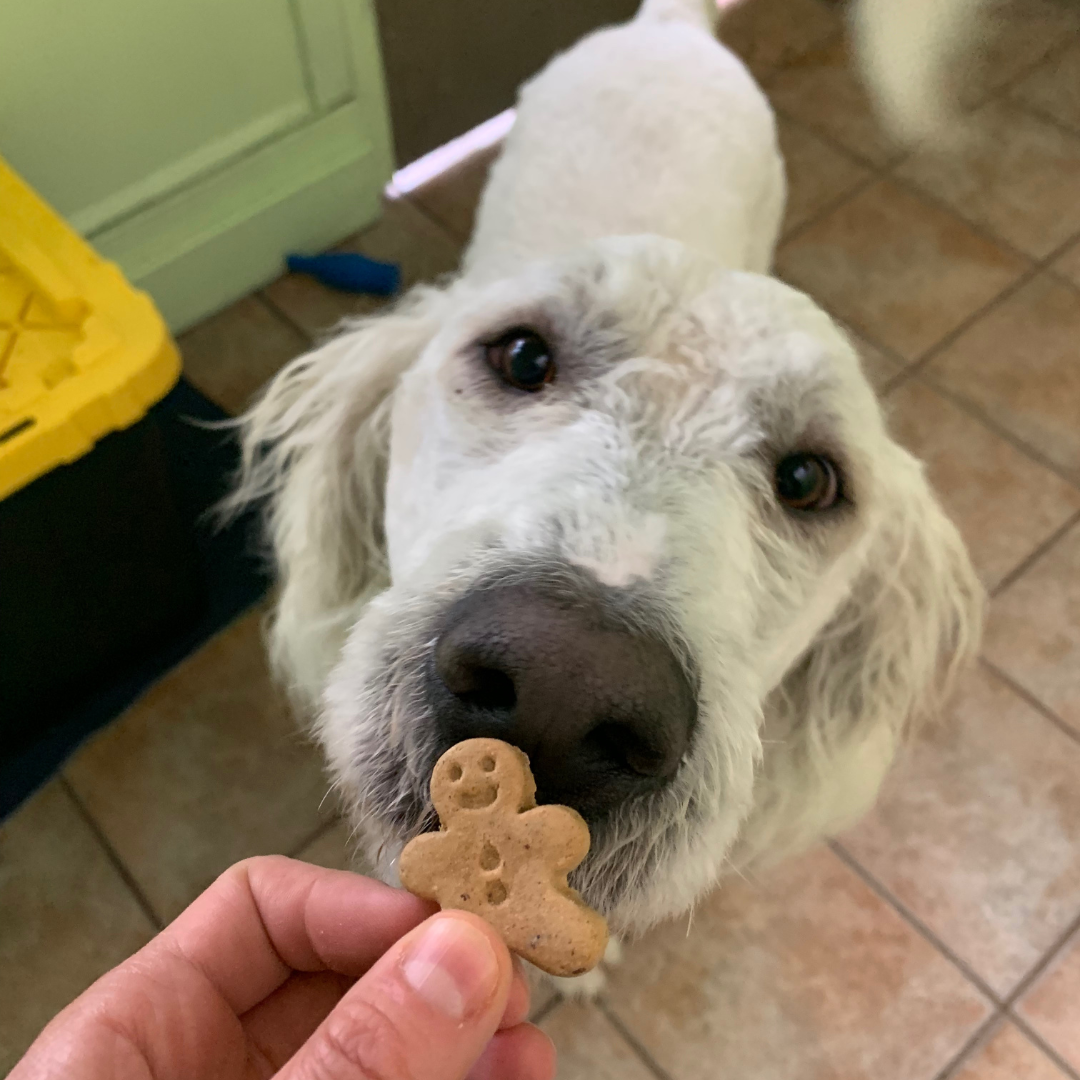 Dog treats and toys clearance