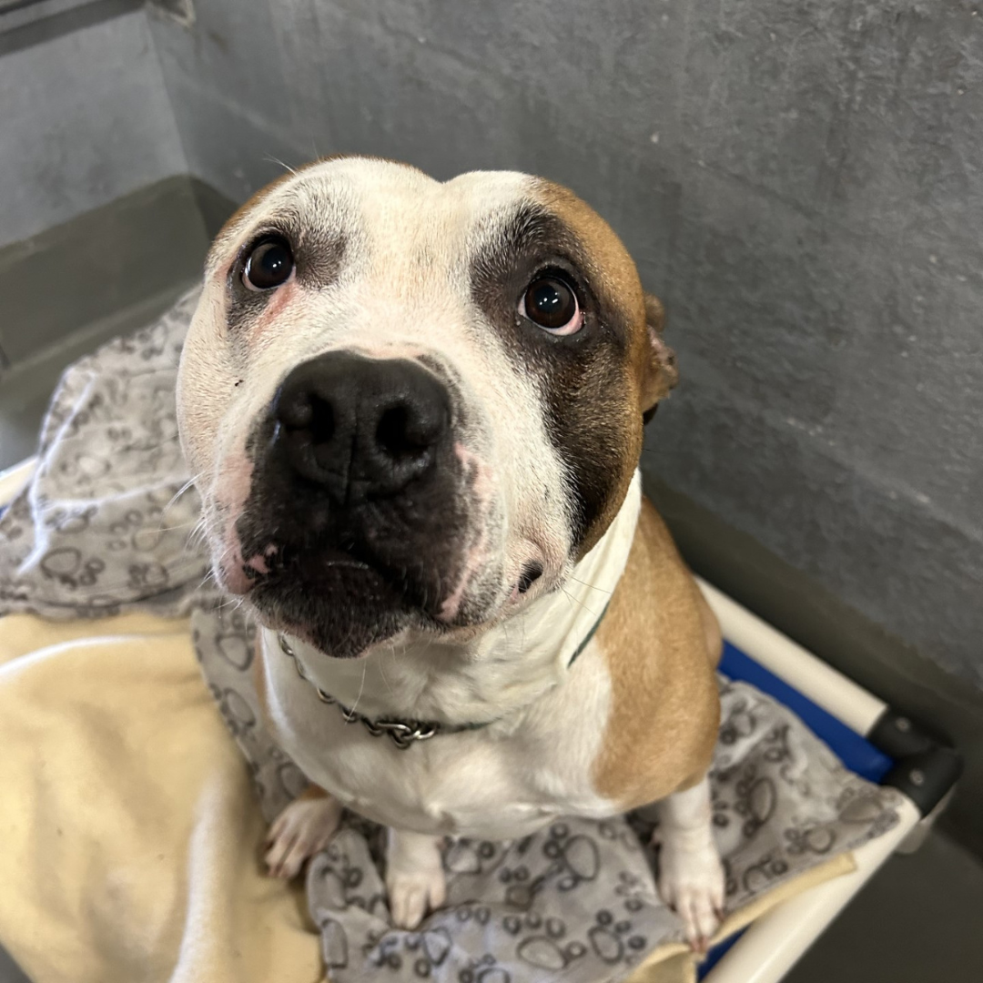 Greater Birmingham Humane Humane Society Adoptable Pets Rspca