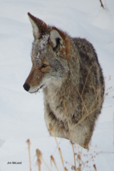 Wildlife Greeting Cards (Pack of 18)