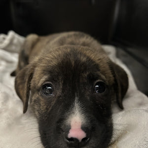 A day of care for an animal in Victoria