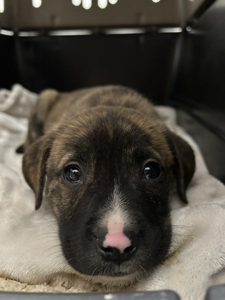 A day of care for an animal in Victoria