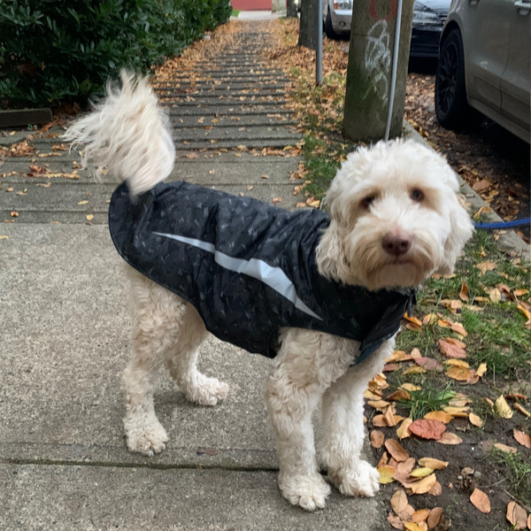 Dog Coat