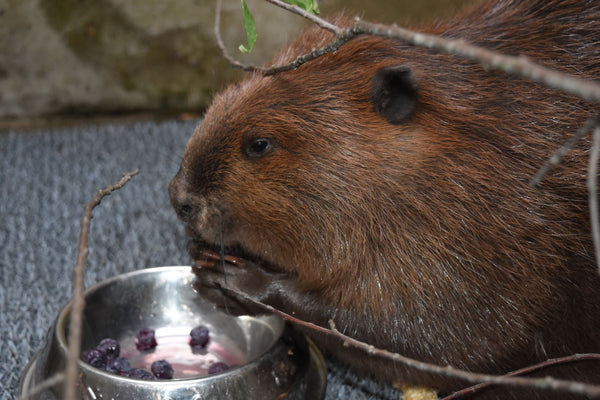 Buy Me Dinner! Support the care of a wild patient