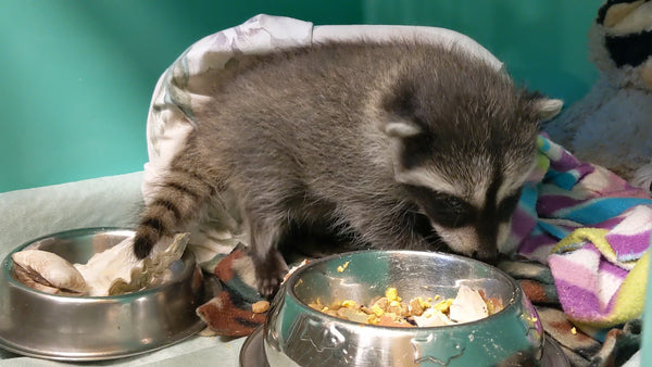 One week of food for a raccoon