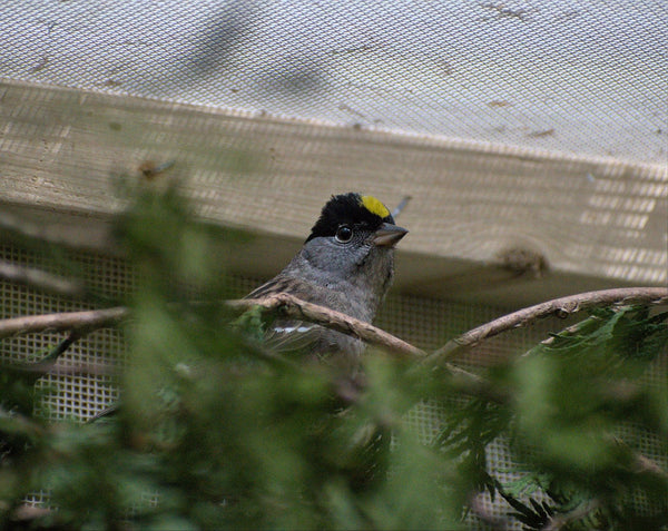 Adopt a bird | Symbolic adoptions