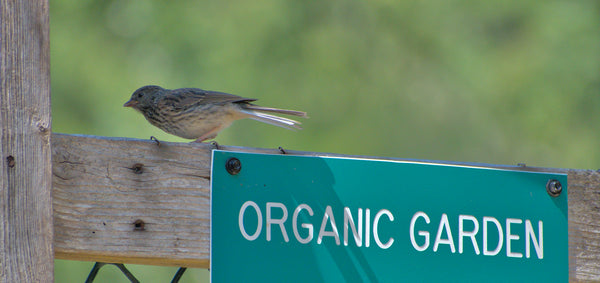 Organic Garden - Wild ARC