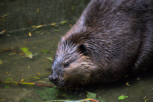 Aquatic Pen - Wild ARC