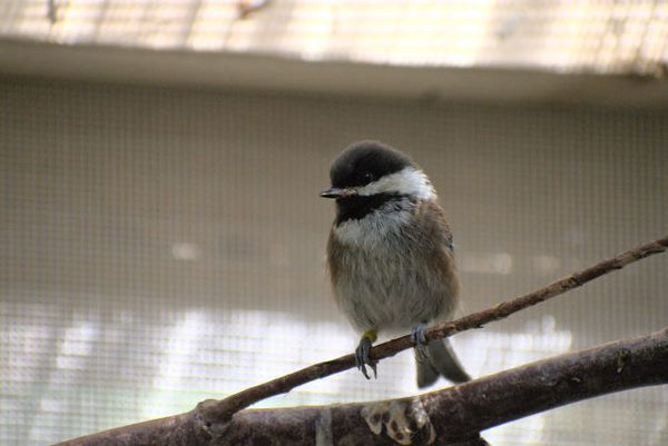 Adopt a bird | Symbolic adoptions
