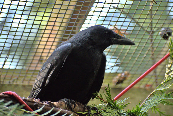 Adopt a bird | Symbolic adoptions