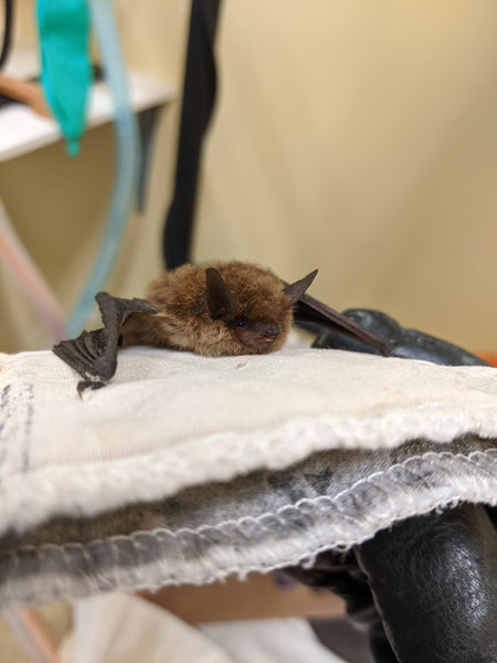 Adopt a bat | Symbolic adoptions