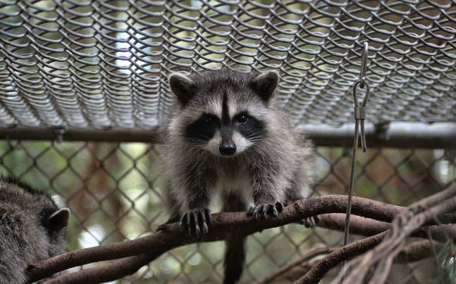 Outdoor Raccoon Juvenile Habitat - Wild ARC – BC SPCA