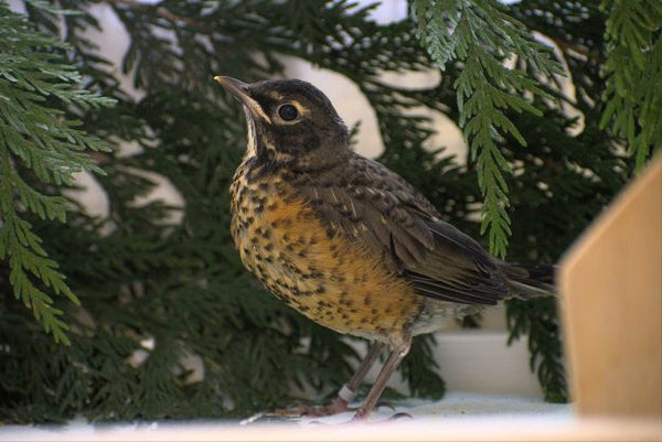 Adopt a bird | Symbolic adoptions