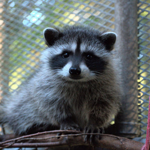Raccoon Outdoor Habitat - Wild ARC