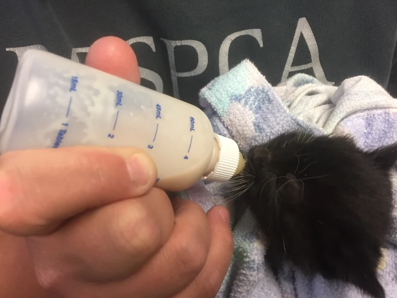 Orphaned Kitten Formula (1 Litter, 1 week)