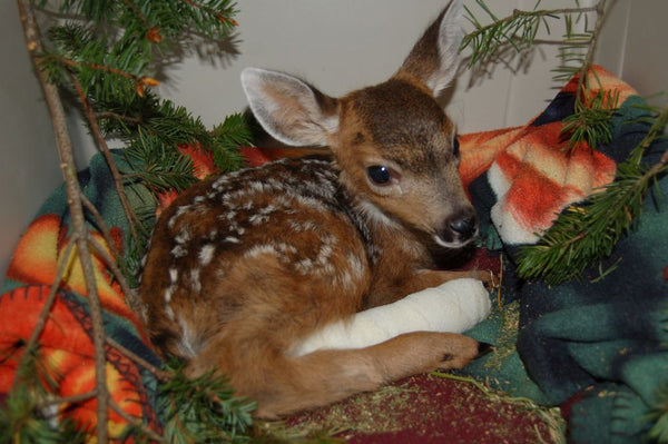 Fracture care for a deer fawn