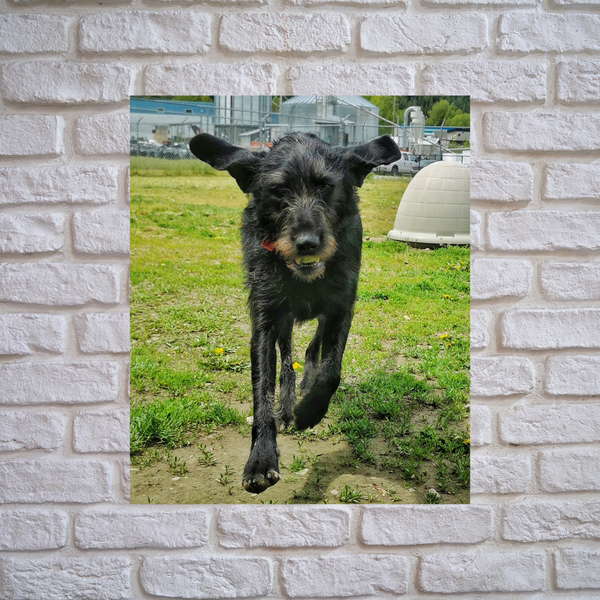 Custom Pet Canvas Print