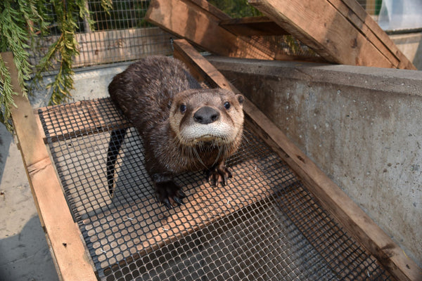 Pool Pen 1 - Wild ARC