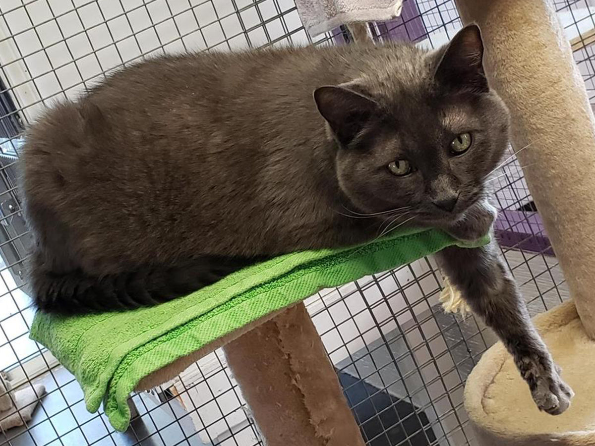 A day of care for an animal in Chilliwack BC SPCA