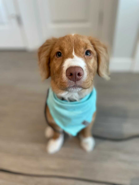 Cooling Dog Bandana