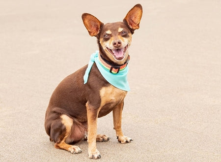 Cooling Dog Bandana