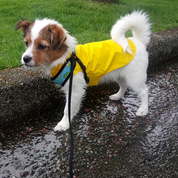 dog rain jacket