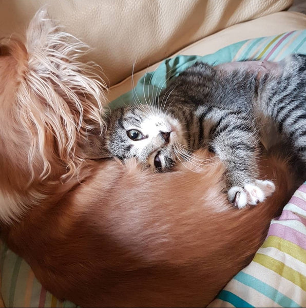 Foster Animal Support