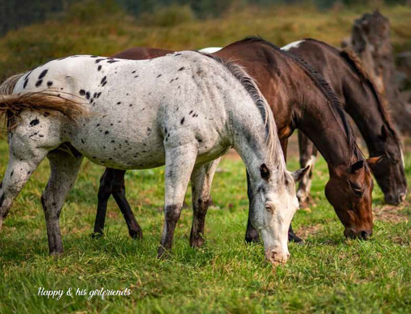 Rescue Me - Horse Book