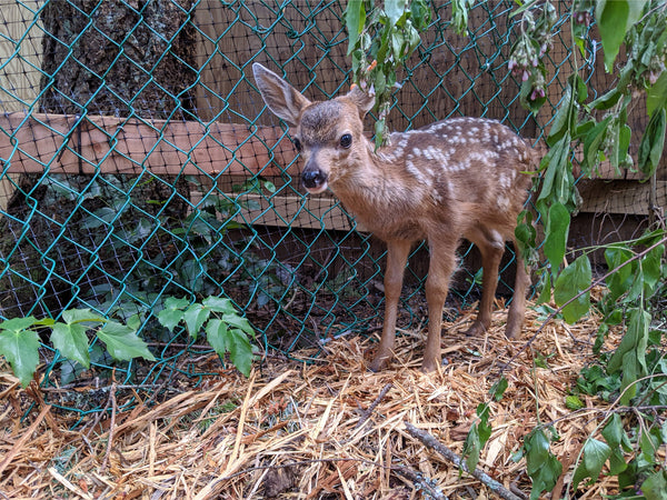 Buy Me Dinner! Support the care of a wild patient