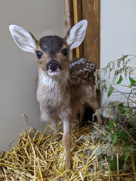 One week of care for a deer fawn