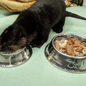 Buy Me Dinner! Support the care of a wild patient