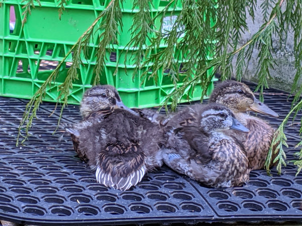 Pool Pens 2 & 3 - Wild ARC