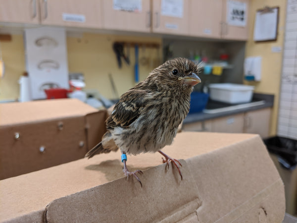 Indoor Isolation Wards - Wild ARC