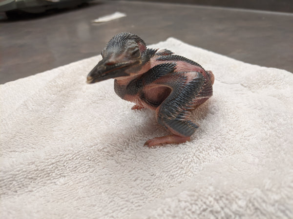 Indoor Isolation Wards - Wild ARC