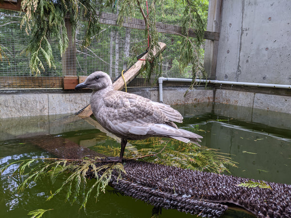 Pool Pens 2 & 3 - Wild ARC