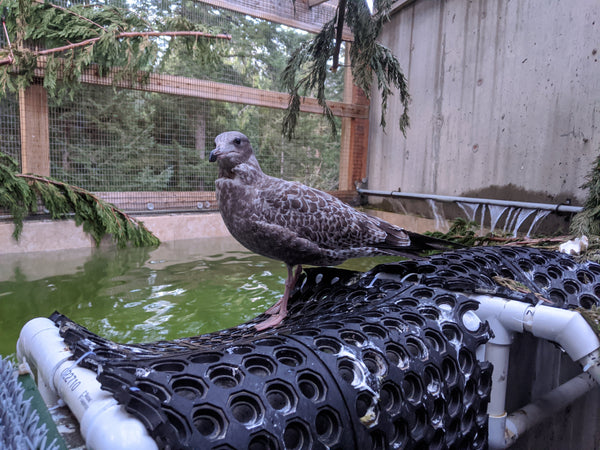 Pool Pen 1 - Wild ARC