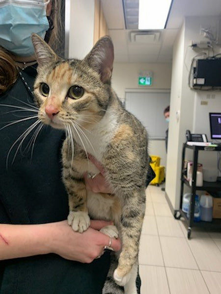 A day of care for an animal in Abbotsford