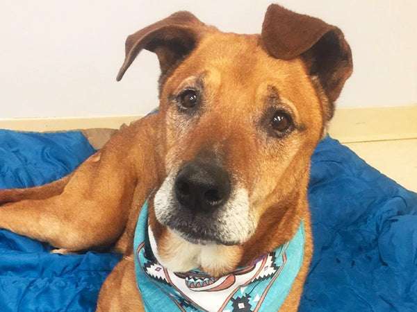 A day of care for an animal in Kamloops